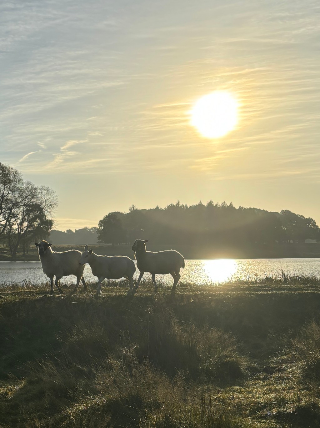 When Following Leads to Belonging